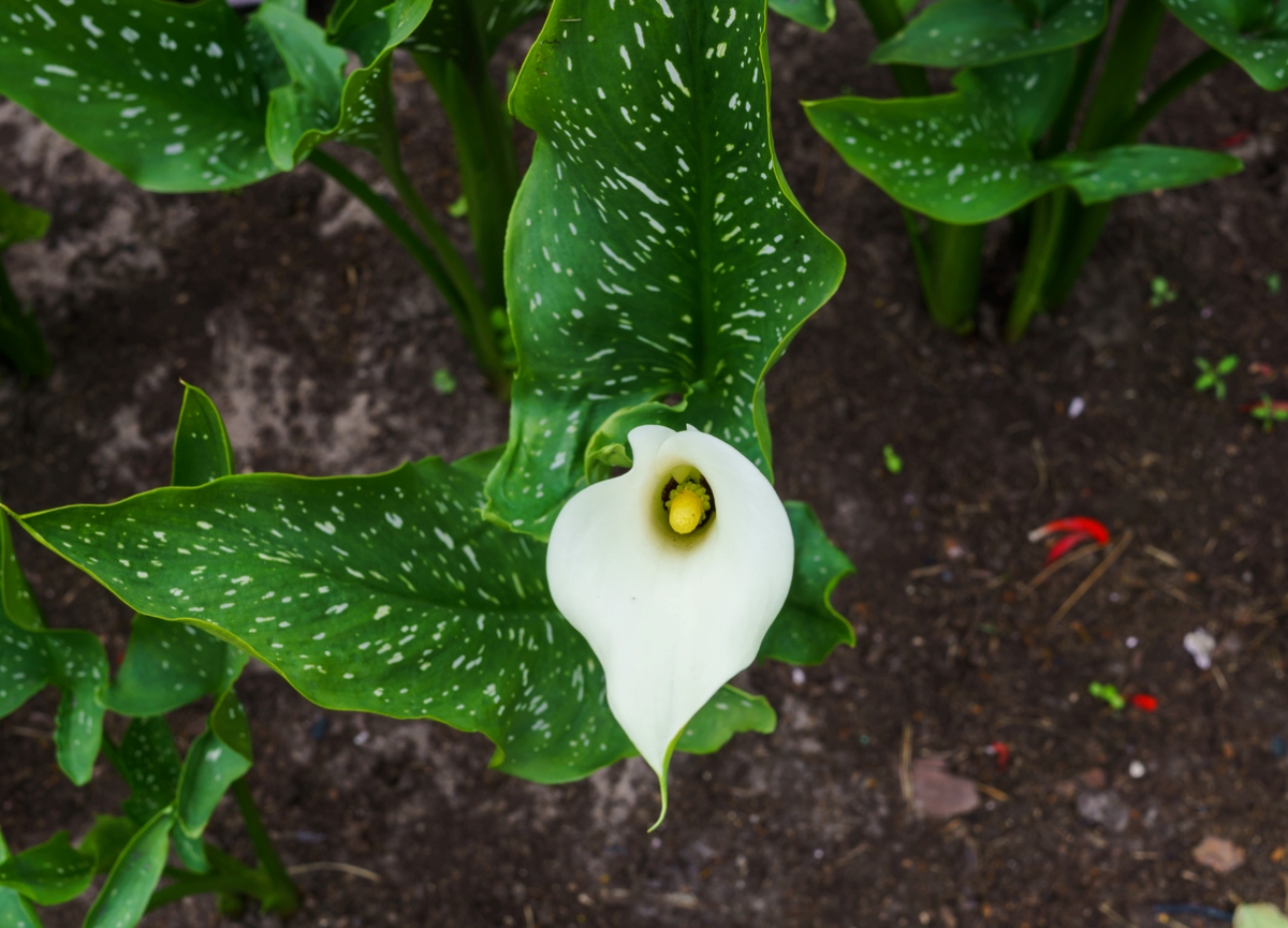 calla lily care - single white calla lily flower