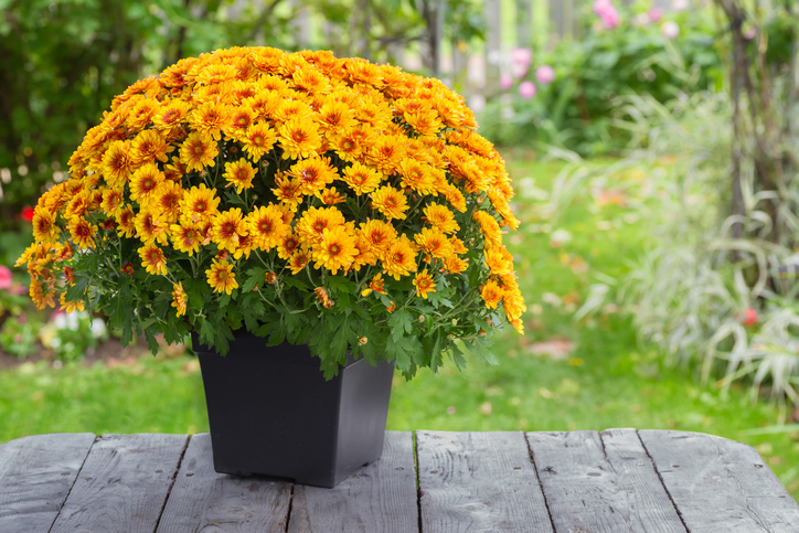 ouseplants-dust-orange-chrysanthemum-plant-in-black-pot-on-wood-table-outdoors