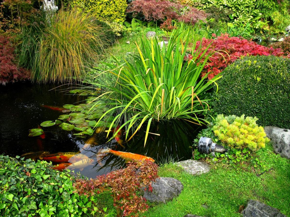 zen garden ideas - japanese koi pond garden