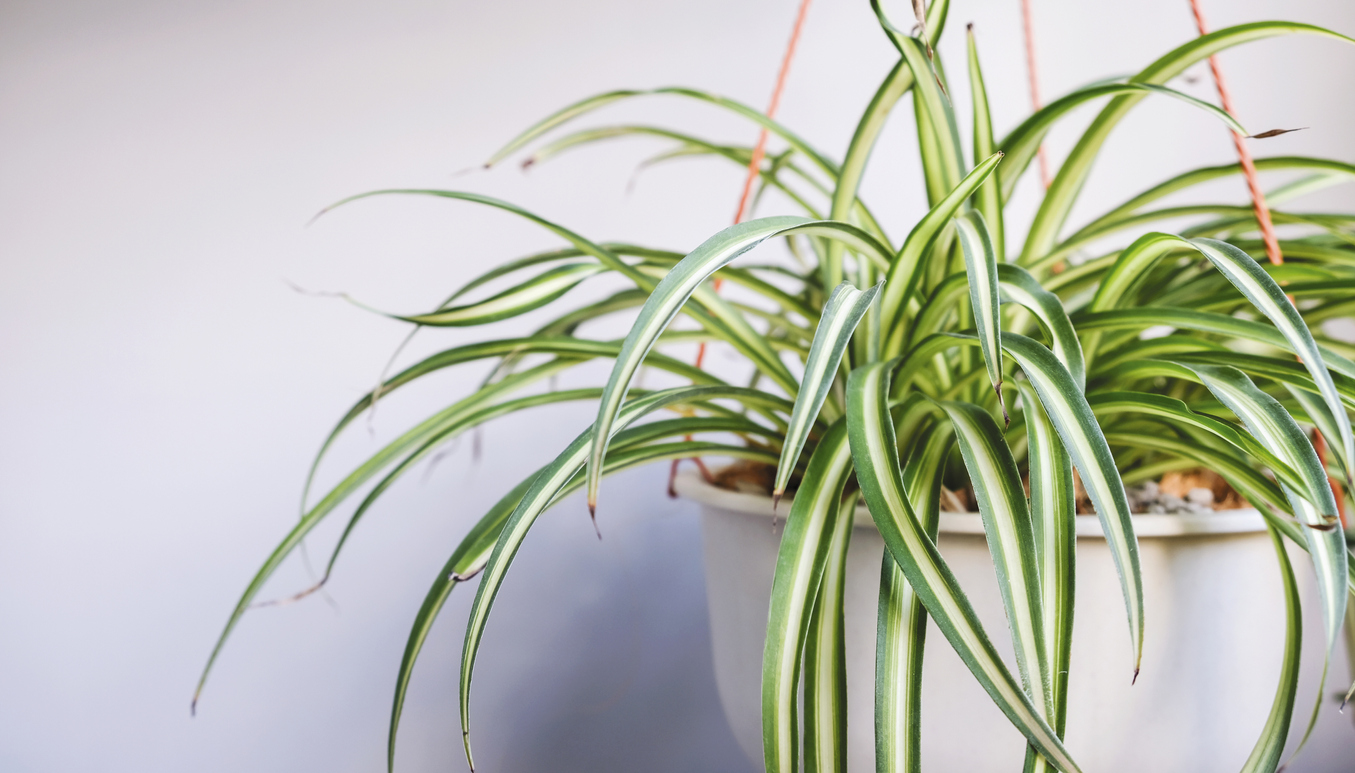 low light house plants spider plant potted in hanging pot