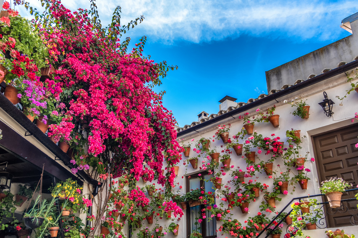 pocket-garden-with-bright-pink-flowers-and-small-flower-pots-mounted-on-house-wall.