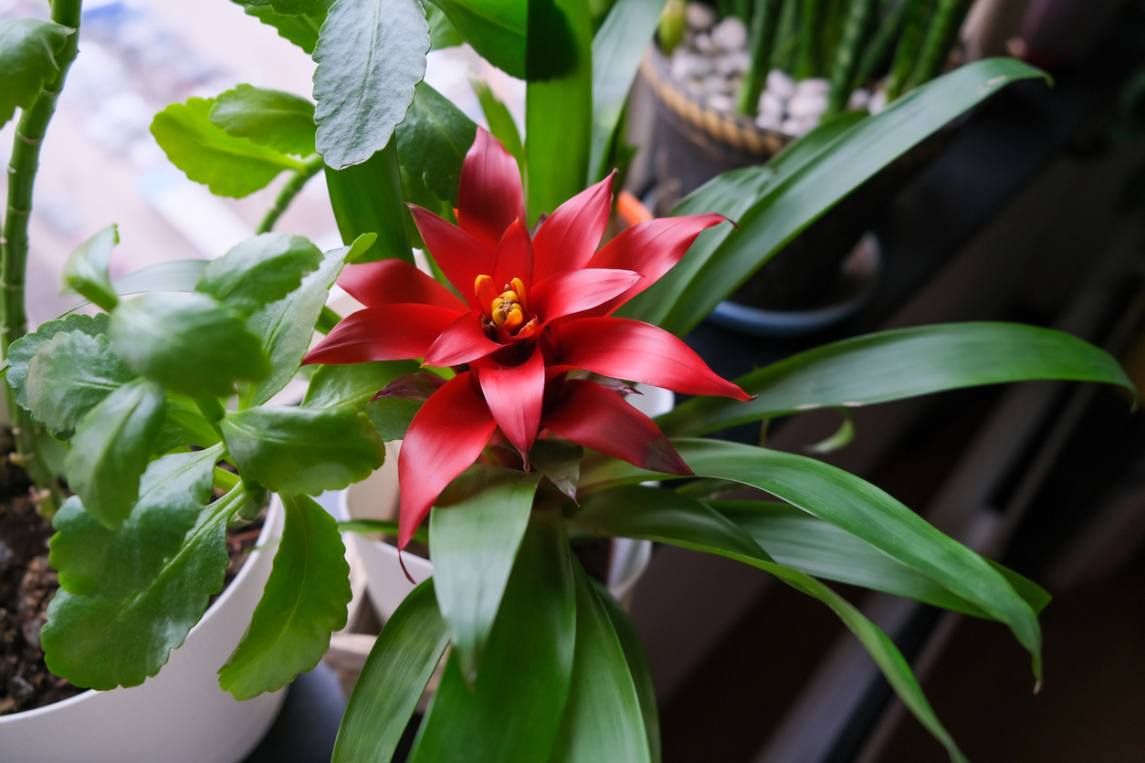 low light house plants guzmania bromeliad potted overhead view red flower