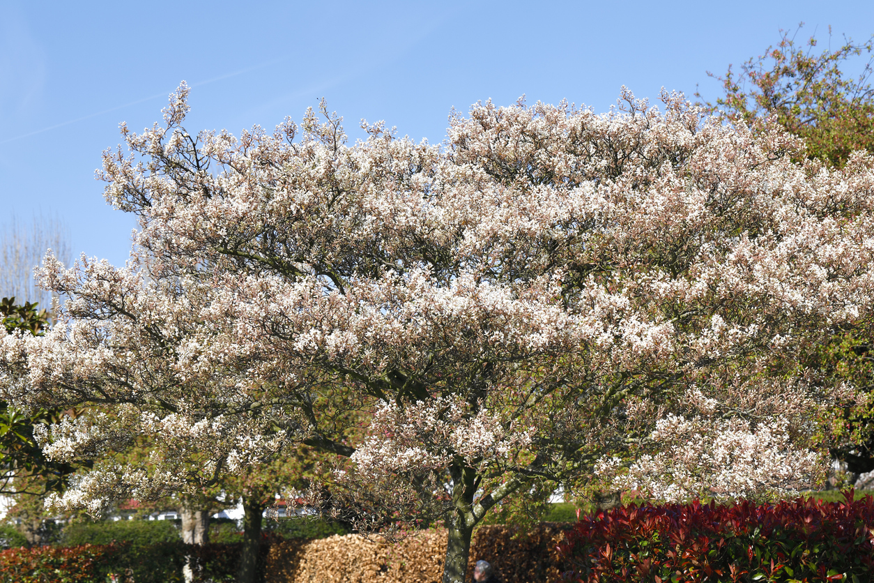 best trees for backyard serviceberry blooming white flowers broad branches