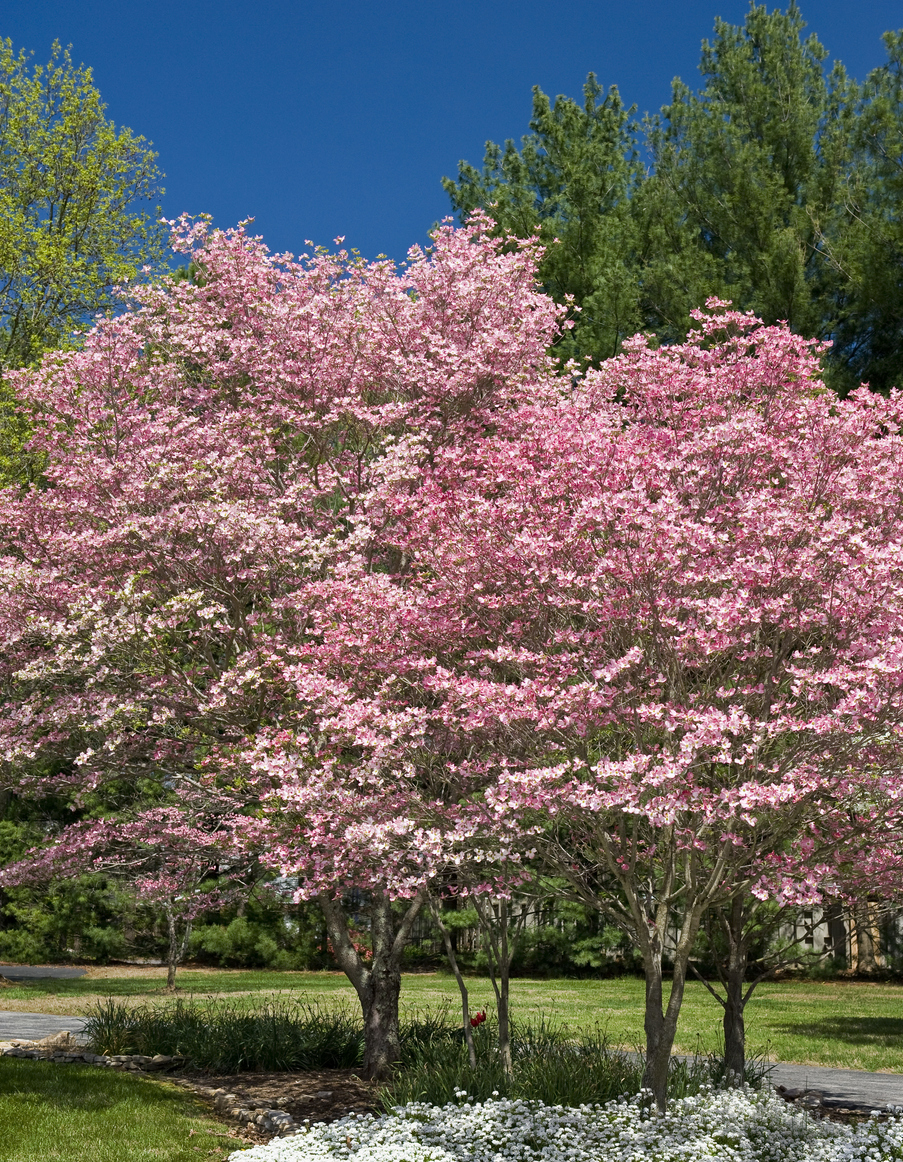 best trees for backyard pink flowering dogwood trees