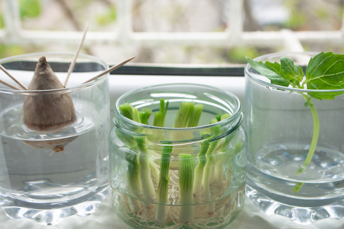 free ways to start a garden - vegetable scraps propagating in jars