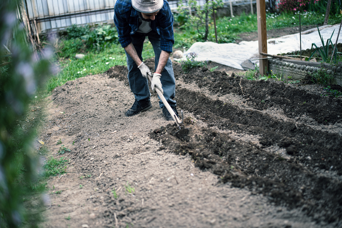 how to till a garden without a tiller - chop and pull with a garden hoe