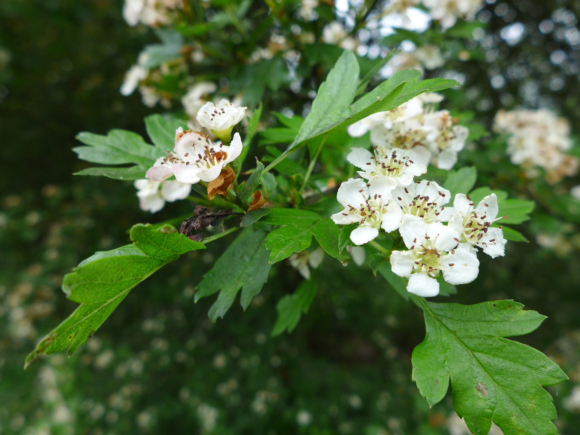 washington hawthorne close up on white flowers on branch