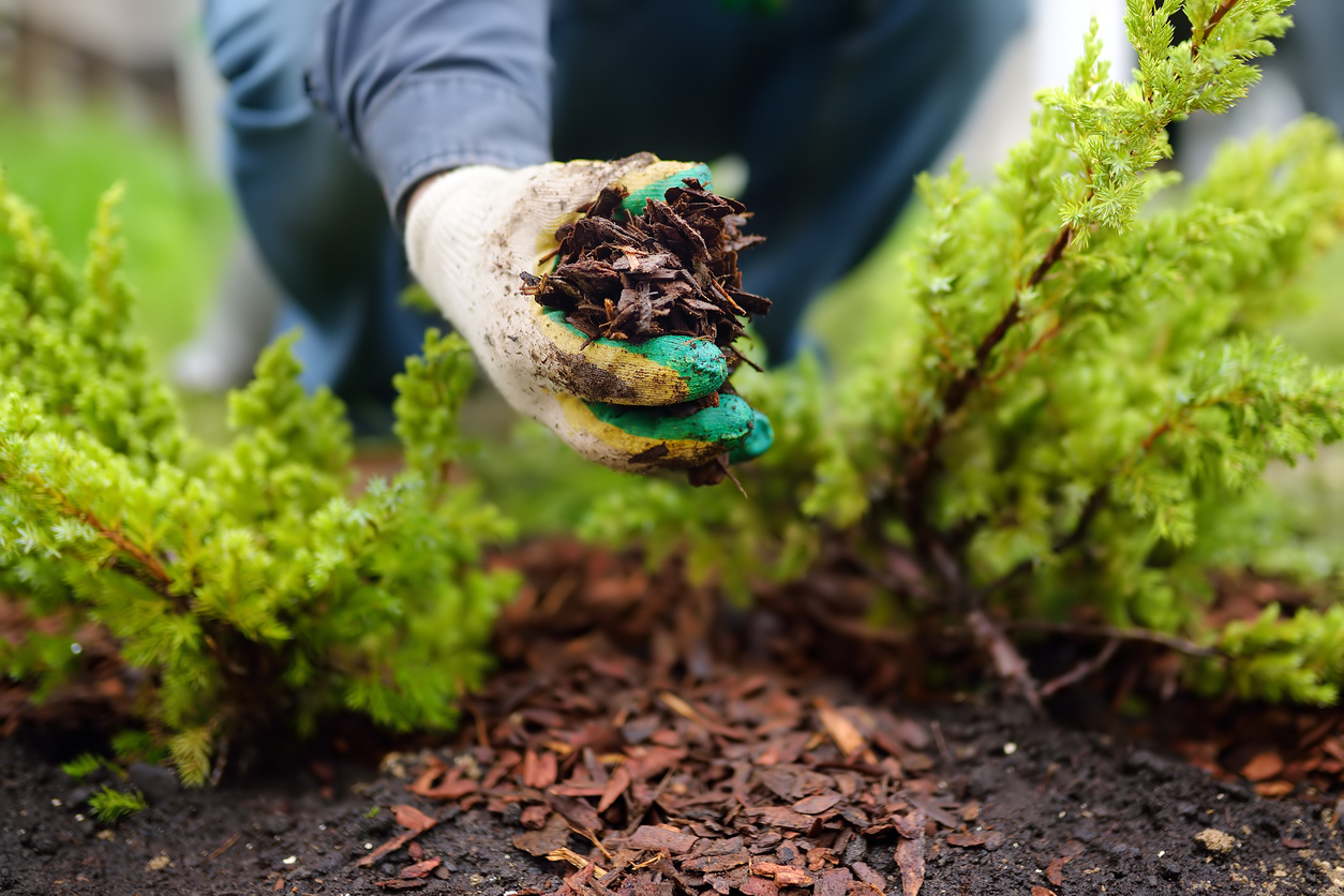 iStock-1249558342 14 Wise Ways to Weatherproof Your Garden Gardener mulching with pine bark juniper plants in the yard