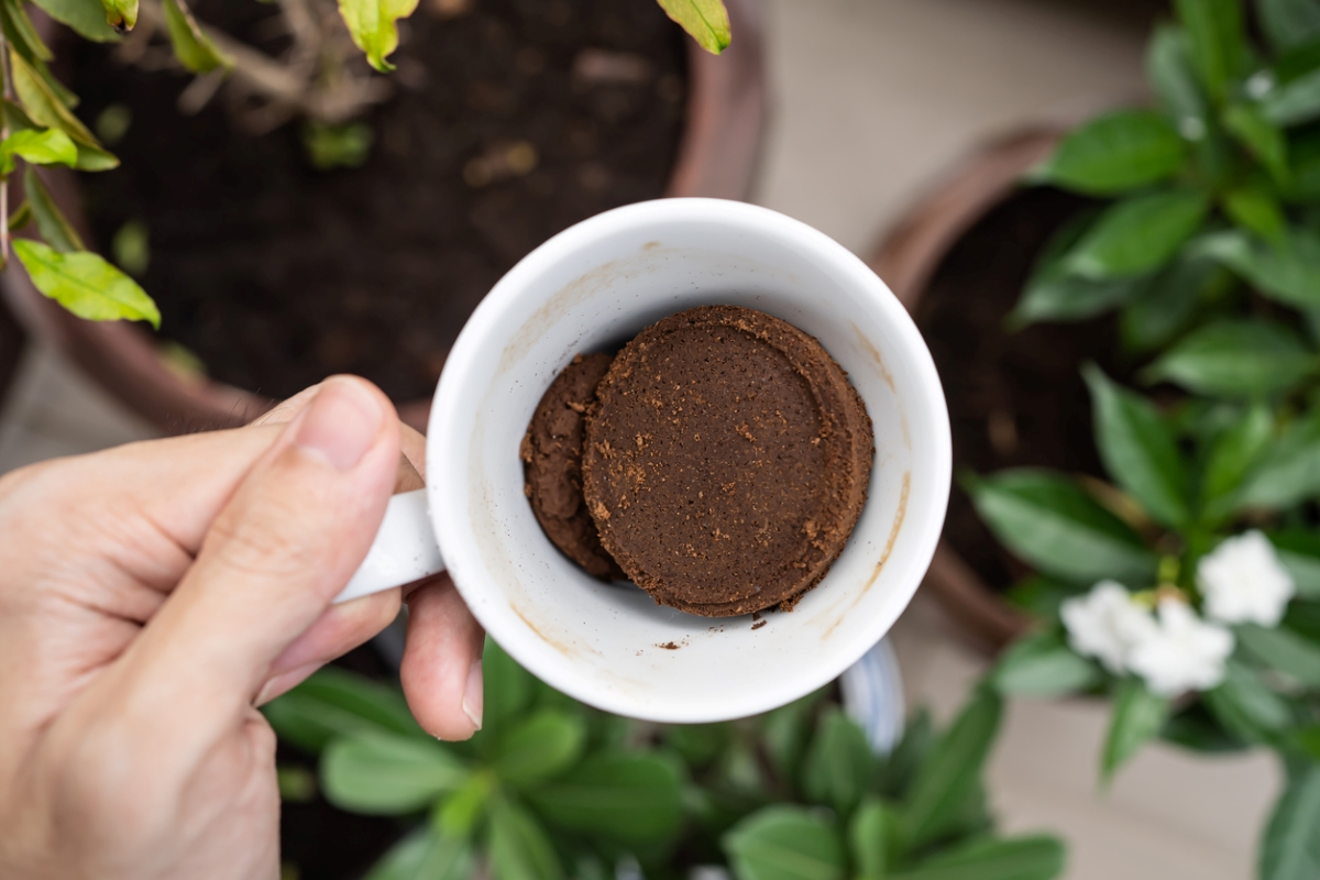 free ways to start a garden - coffee grounds in cup over plants