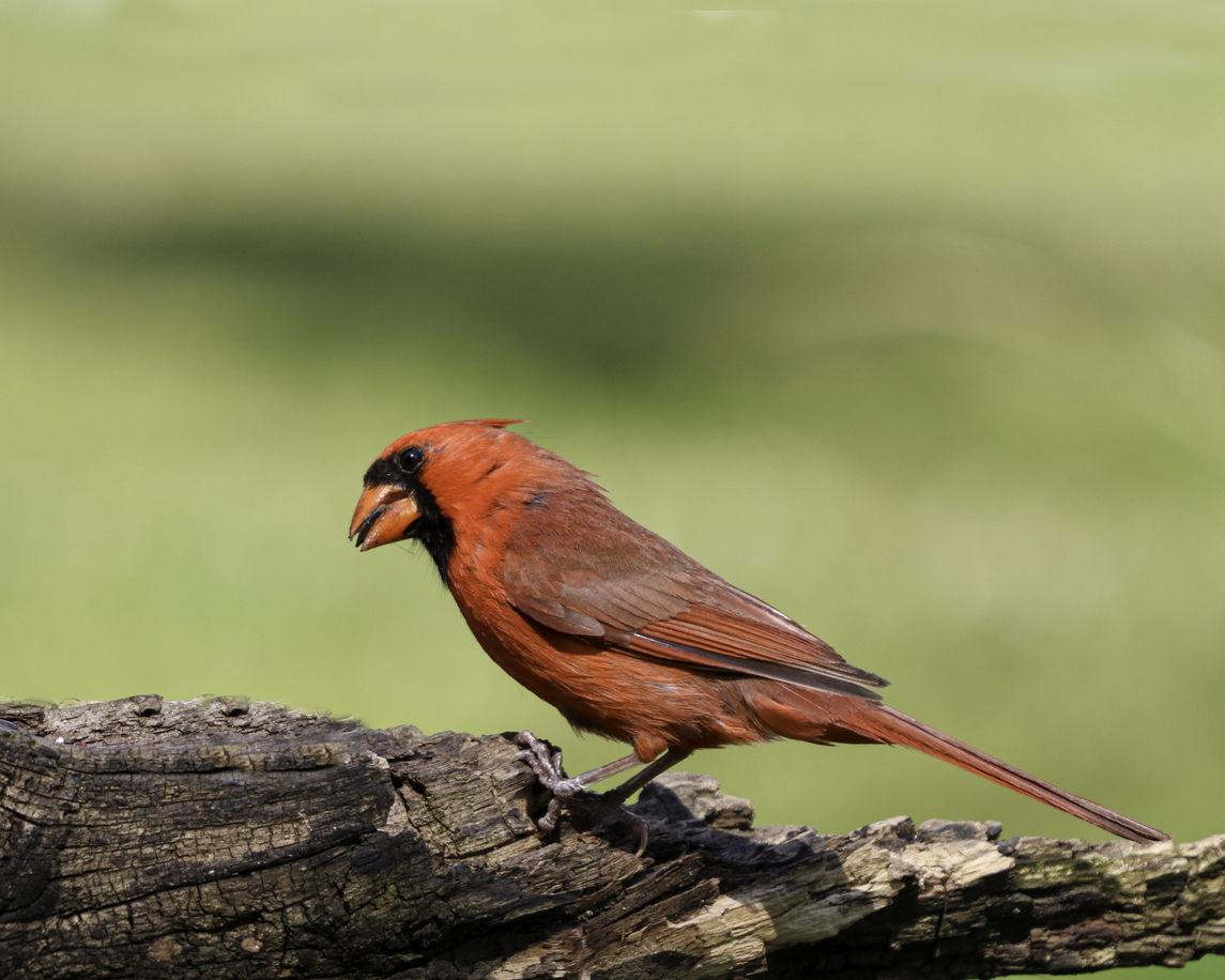 iStock-1255471559 birds that get their color from what they eat northern cardinal