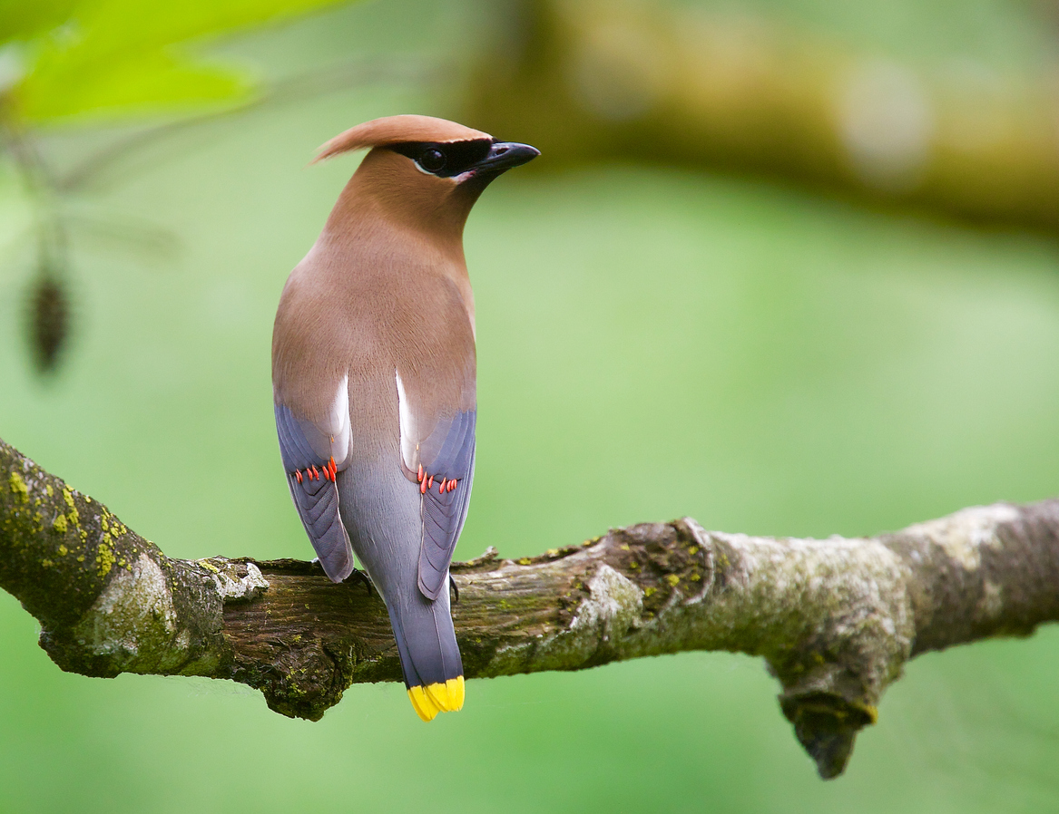 iStock-1255642821 birds get color from what they eat male cedar waxwing