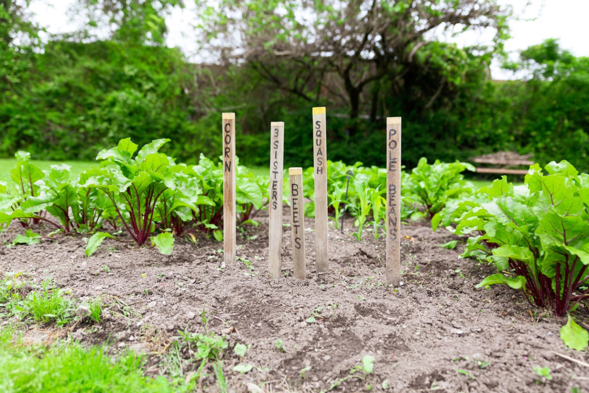 iStock-1256010942 three sisters garden Garden with labeling on sticks of vegetable, corn, pole beans, beets, squash and 3 sisters