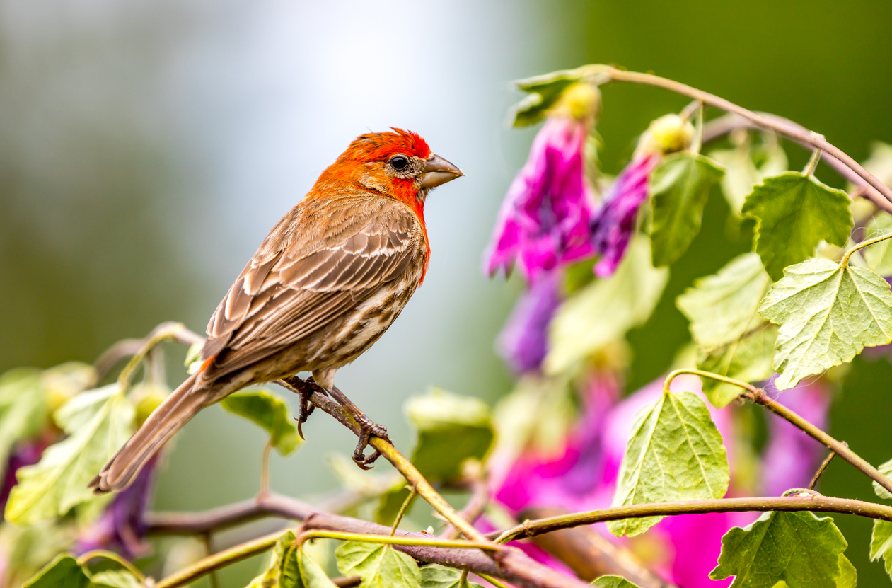 iStock-1256940127 birds that get color from what they eat male house finch