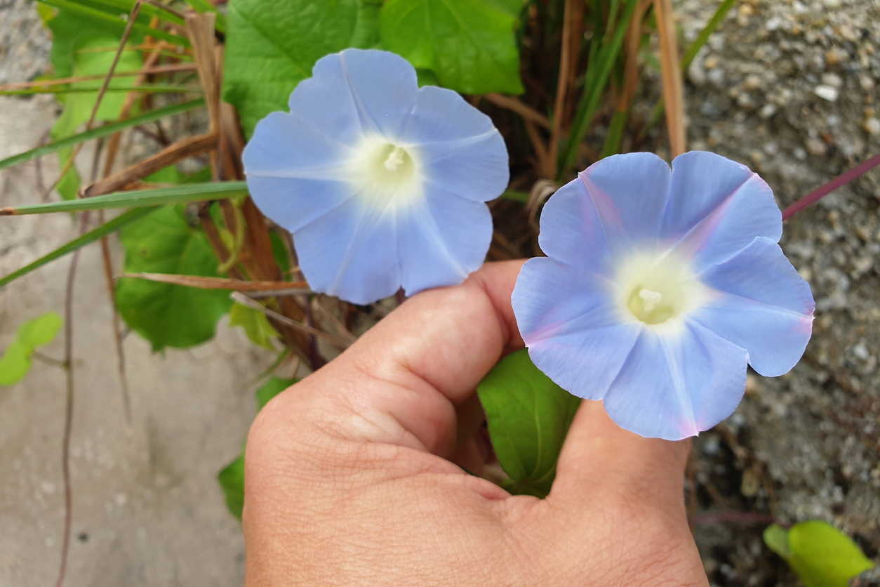 iStock-1264941759 morning glory care Close-Up Of Blue Morning Glories Blooming Outdoors