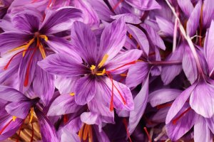 iStock-1279838817 how to grow saffron Crocus sativus, commonly known as saffron crocus, or autumn crocus