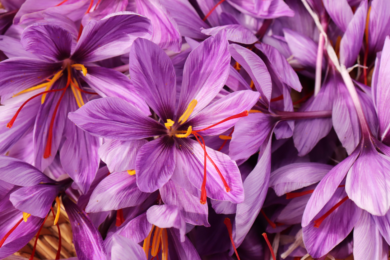 iStock-1279838817 how to grow saffron Crocus sativus, commonly known as saffron crocus, or autumn crocus