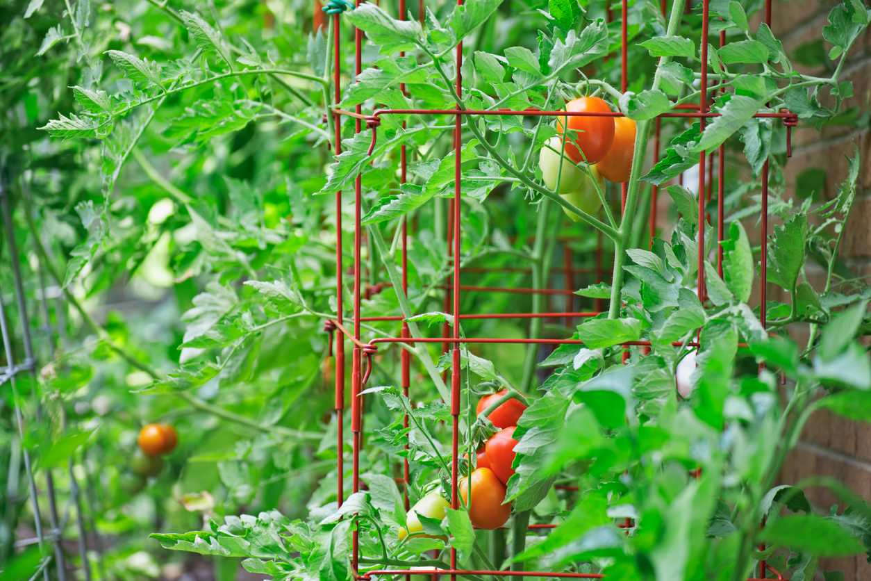 determinate vs indeterminate tomatoes growing in tomato cage