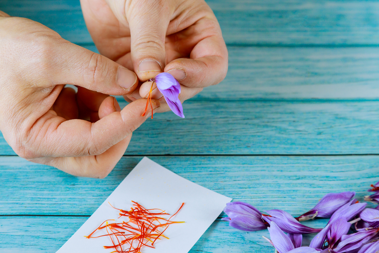 iStock-1286147451 how to grow saffron Man separates of stamens from a flower saffron
