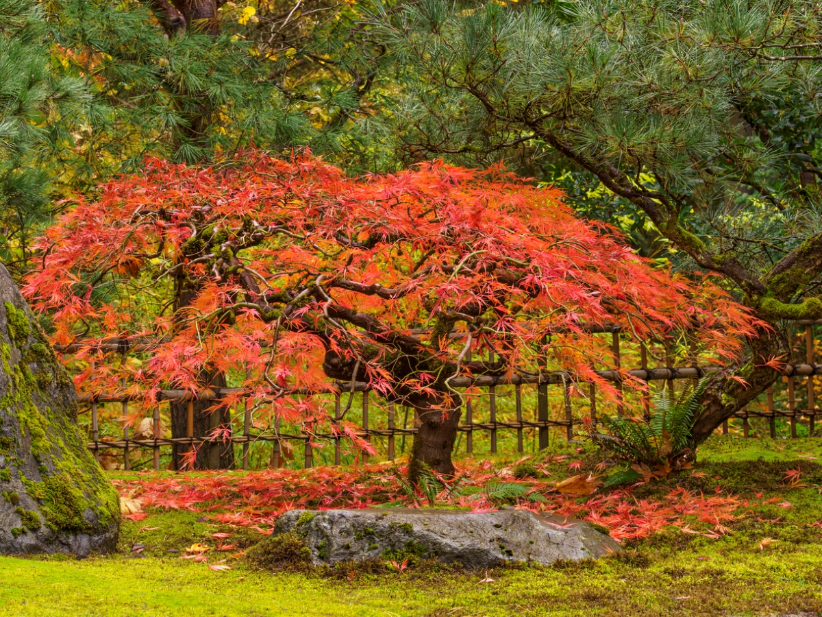 zen garden ideas - japanese maple tree with falling leaves