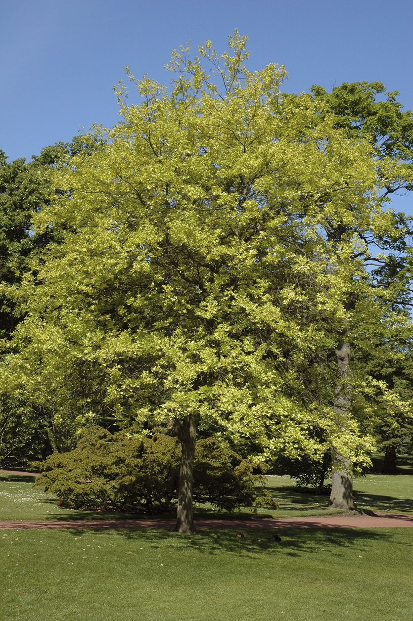 fast growing shade trees pin oak