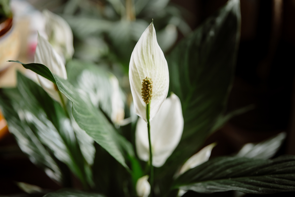 low light house plants peace lily white flower with dark leaves