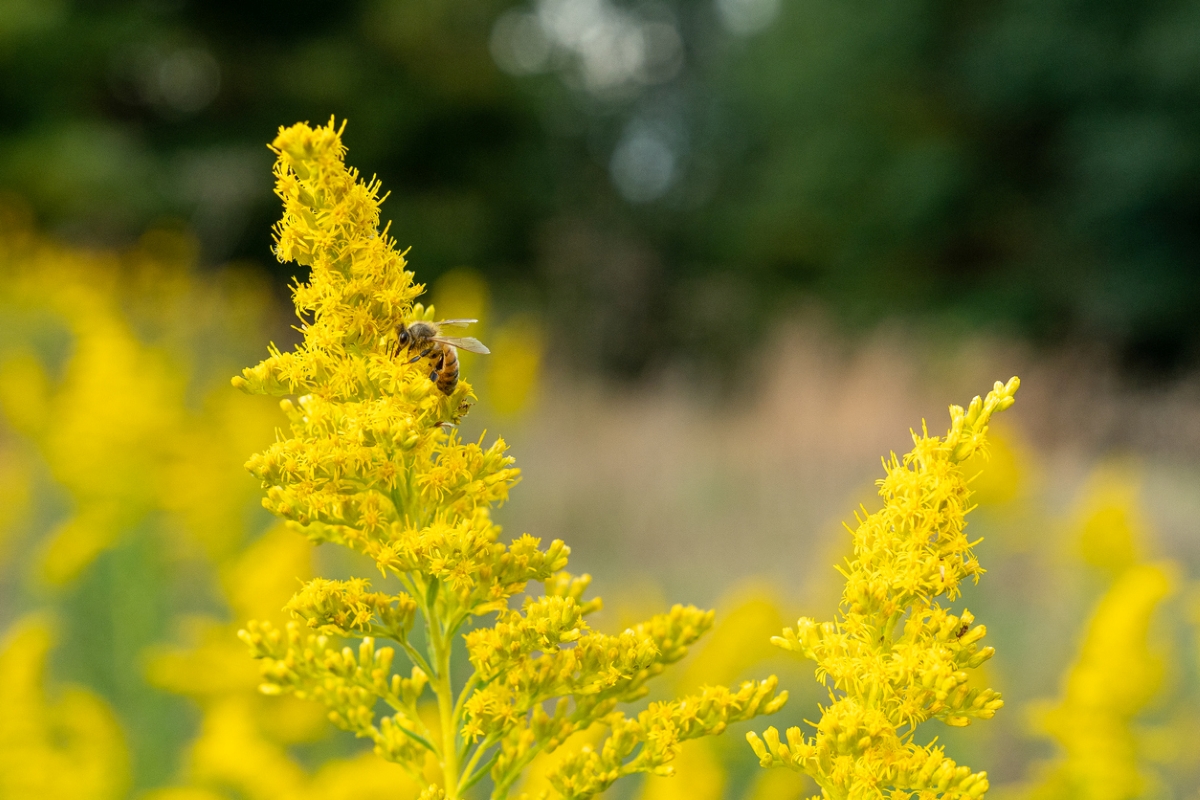 flowers that attract bees - goldenrod with bee