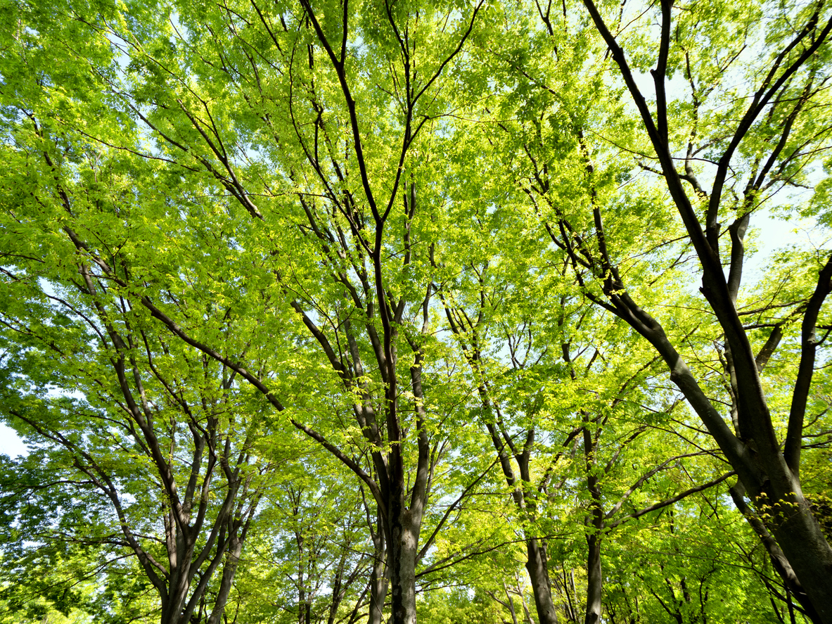 fast growing shade trees japanese zelkova