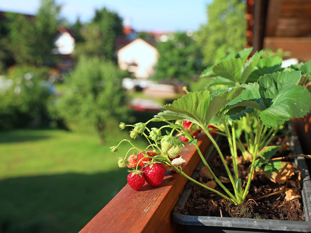 iStock-1323138296 patio plants strawberries growing on balcony