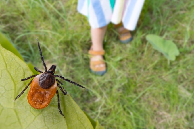 How to Get Rid of Chiggers in Your Yard