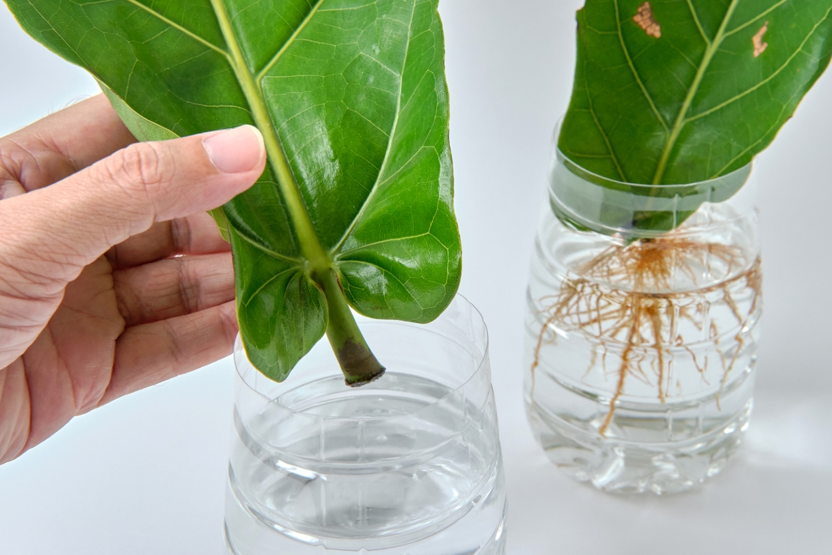 free ways to start a garden - fiddle leaf water propagation