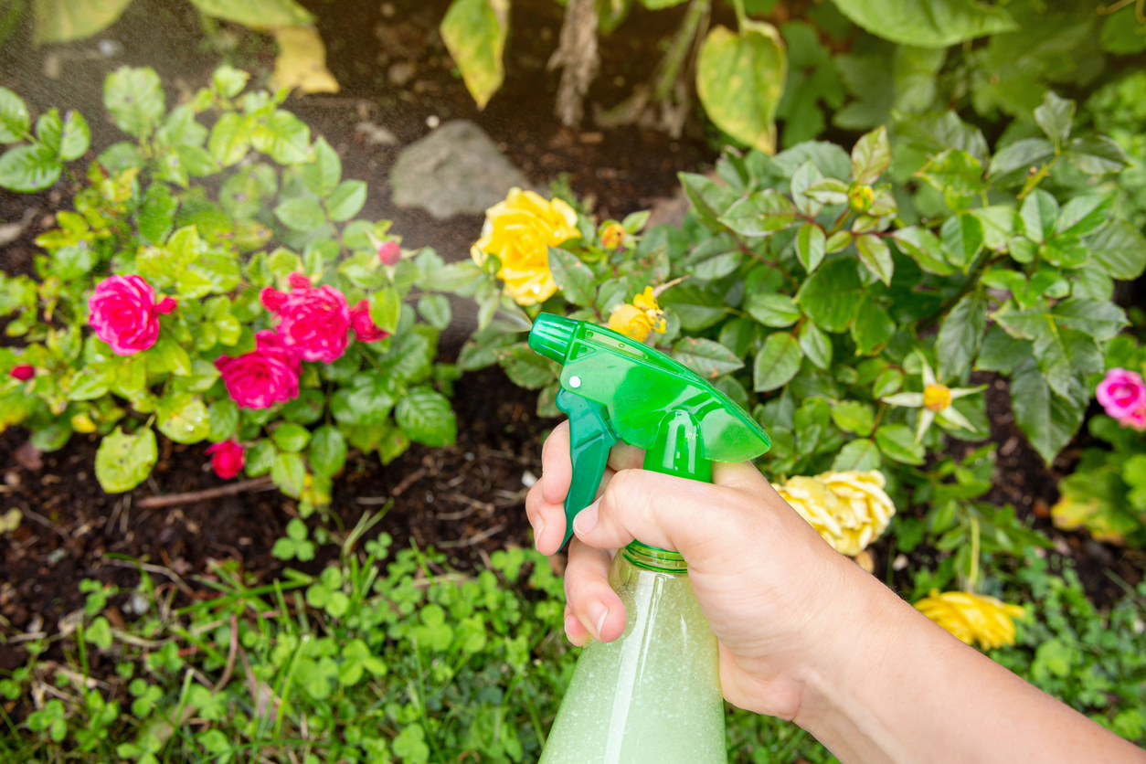 iStock-1334666728 organic gardening tips lose up view of person using homemade insecticidal insect spray in home garden