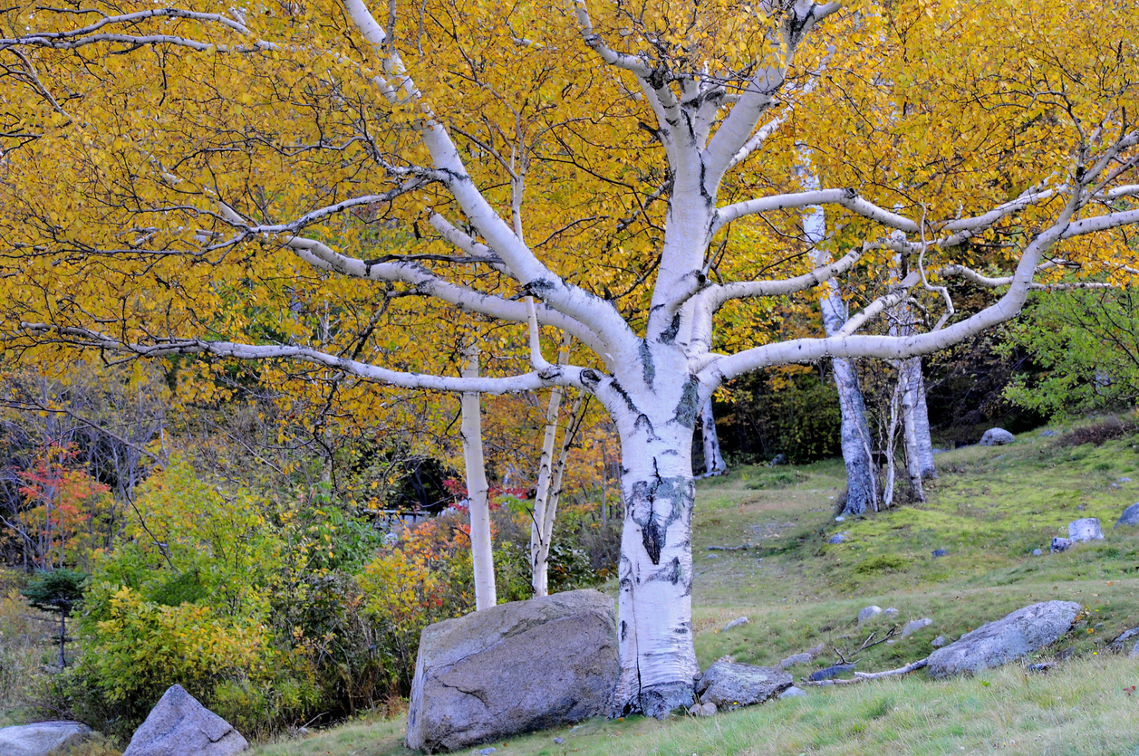 fast growing shade trees paper birch yellow leaves