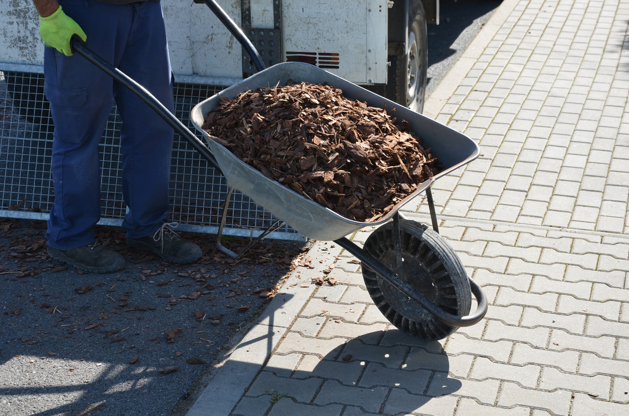 iStock-1347180754 save money gardening Loading torture wood chips bark on a wheelbarrow with a shovel from a car