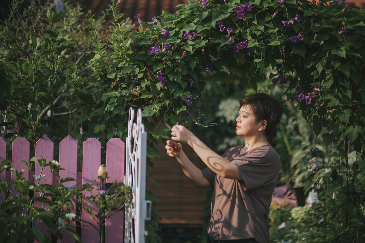 iStock-1351968754 morning glory care Asian mid adult woman gardening at front yard of her house during morning sunlight