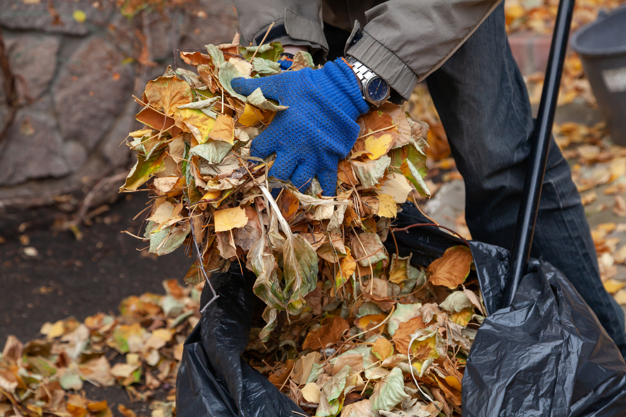 iStock-1353358665 things a landscaper can do stuffing raked leaves into a bag