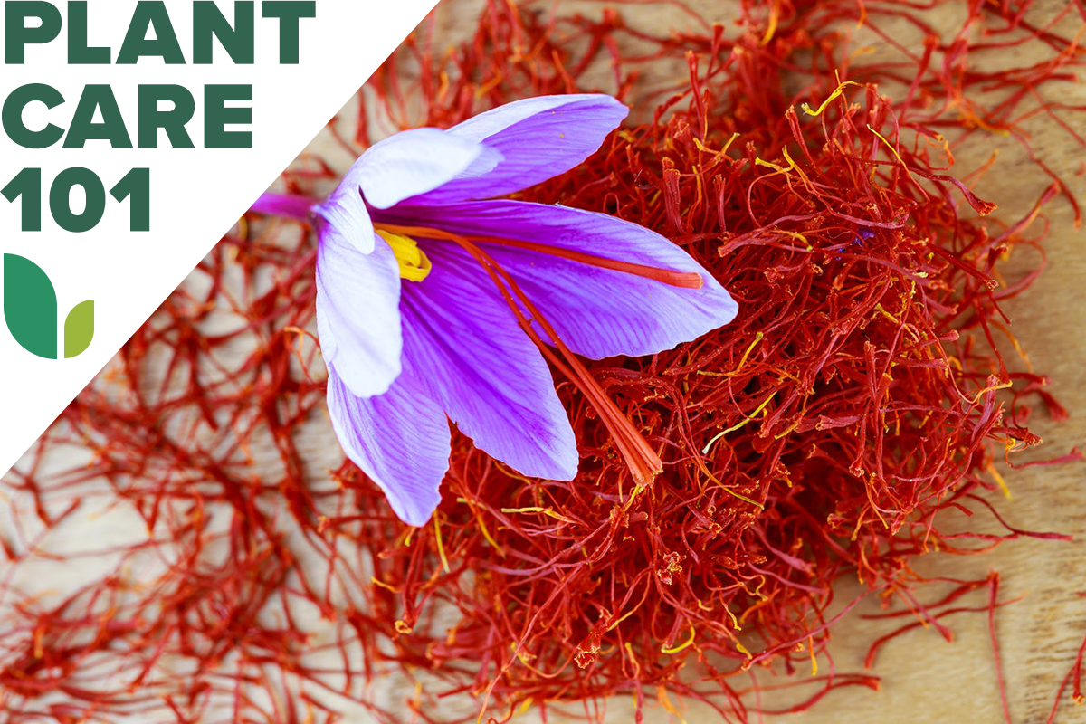 how to grow saffron - saffron plant care 101