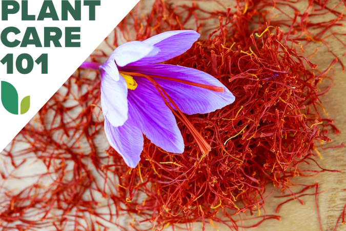How to Grow Saffron—and Save a Bundle Over Buying the Spice