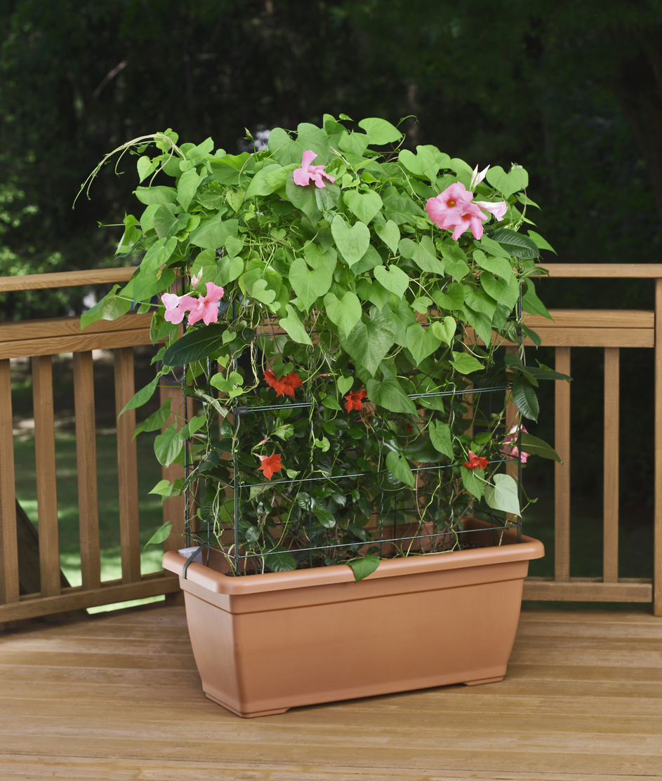 iStock-135789302 morning glory care morning glories growing in a planter