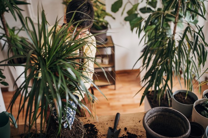 20 Low-Light Houseplants You Can Grow Practically Anywhere
