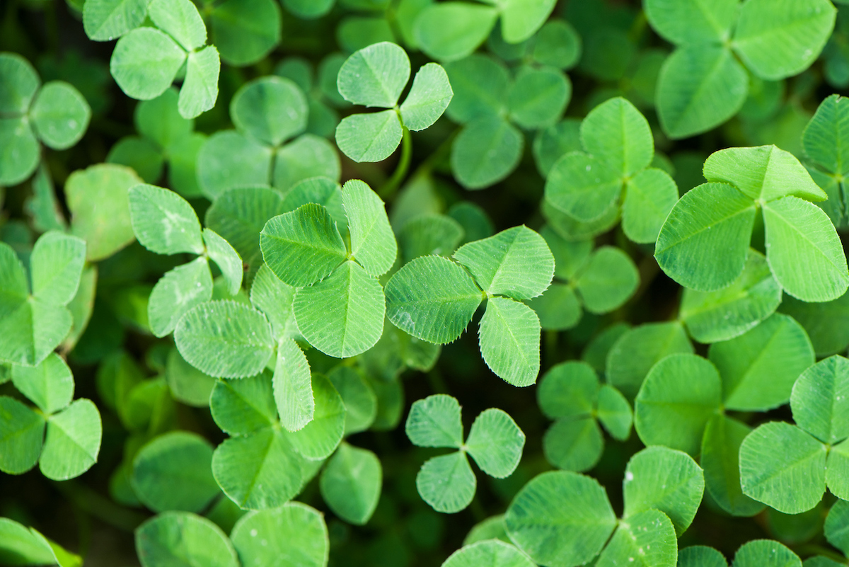how to till a garden without a tiller - plant cover crops such as clover