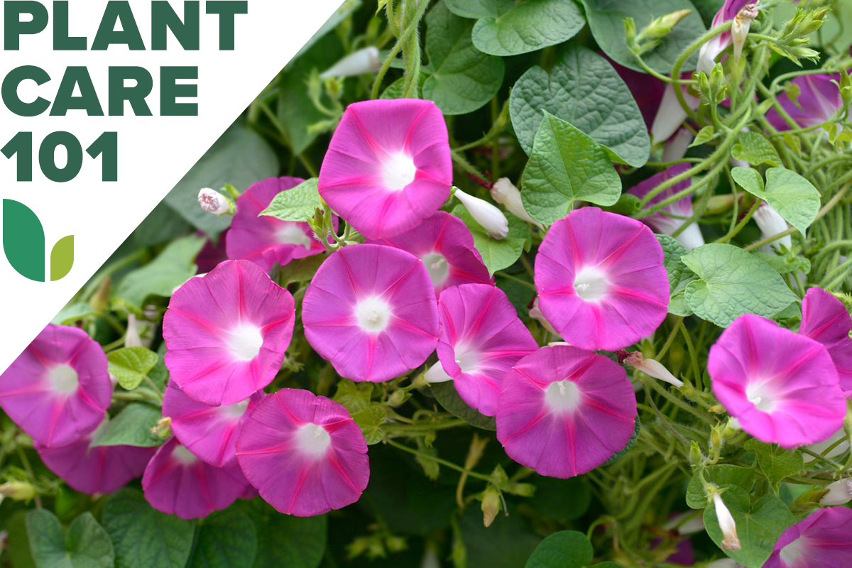 morning glory plant care 101 - how to grow morning glories