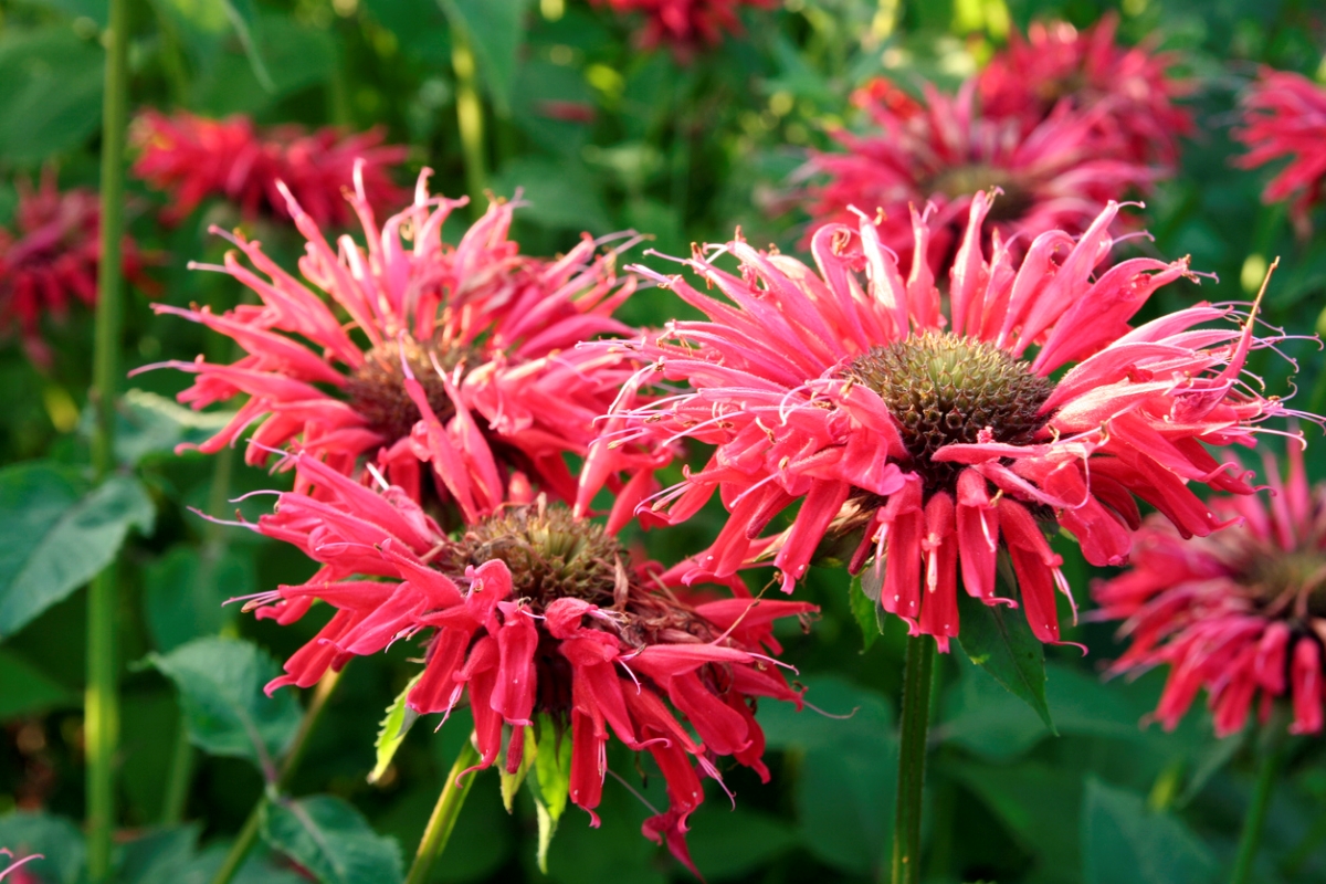 flowers that attract bees - red bee balm flowers