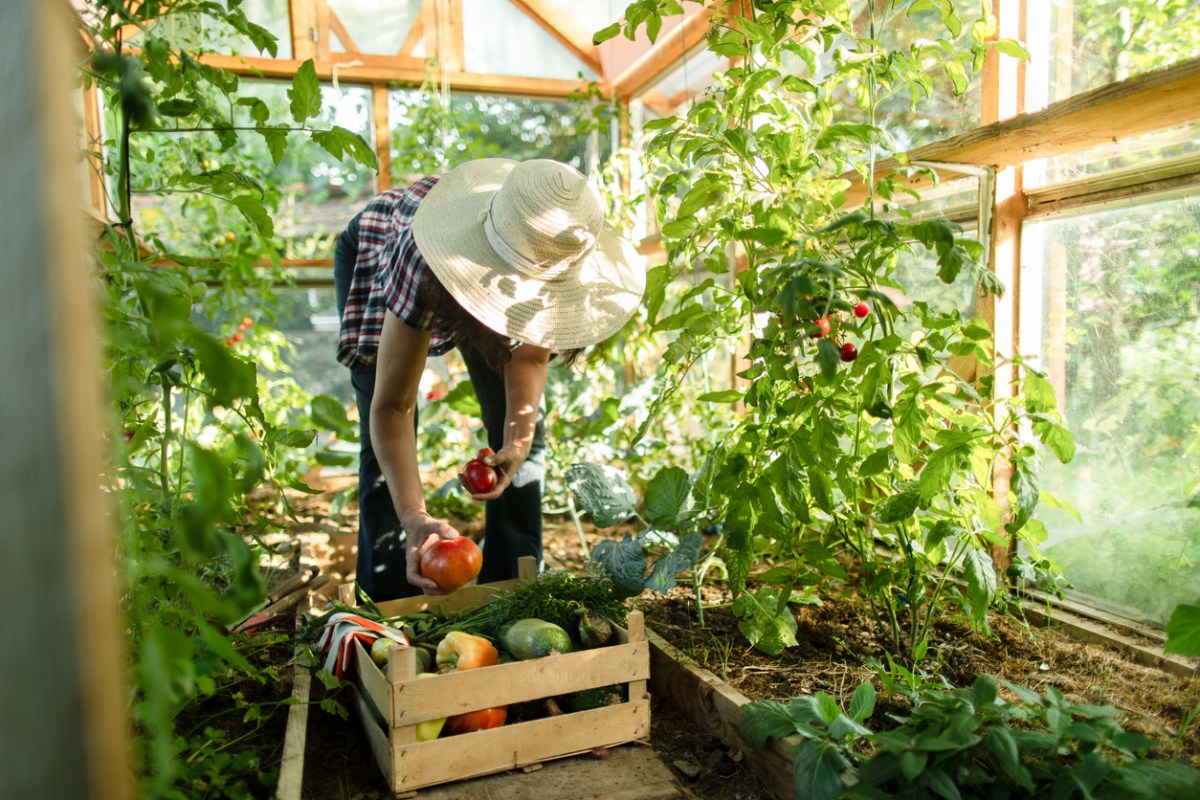 iStock-1366665451 organic gardening tips Woman working on organic farm