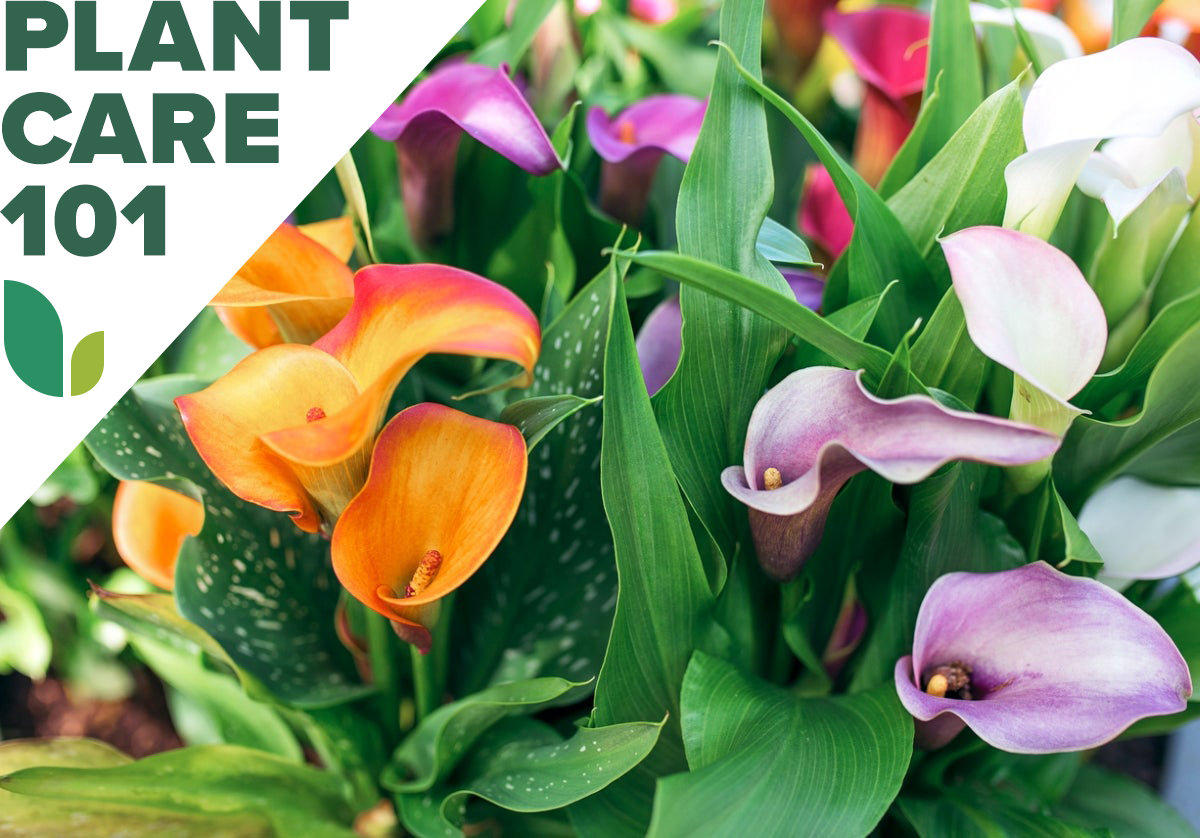 calla lily plant care 101 - how to grow calla lily