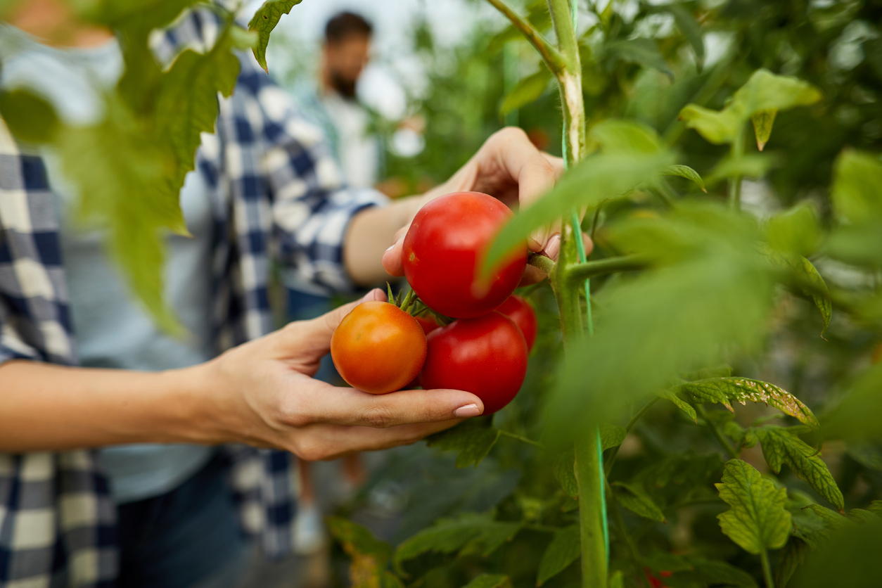 determinate vs indeterminate tomatoes woman picking tomatoes from vine