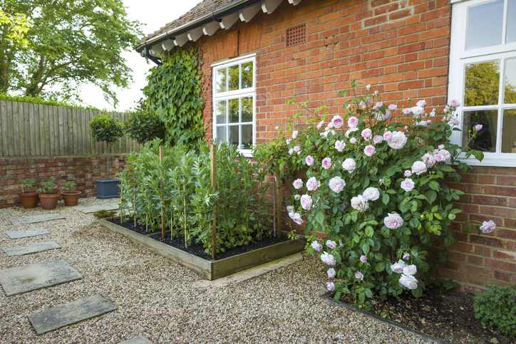 pocket-garden-small-vegetable-garden-outside-the-window-of-a-brick-house-with-a-rose-bush-nearby