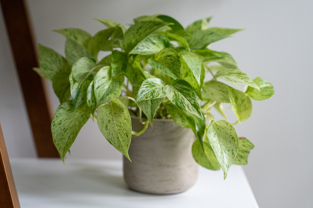 low light house plants pathos variegated leaves potted in low light white room