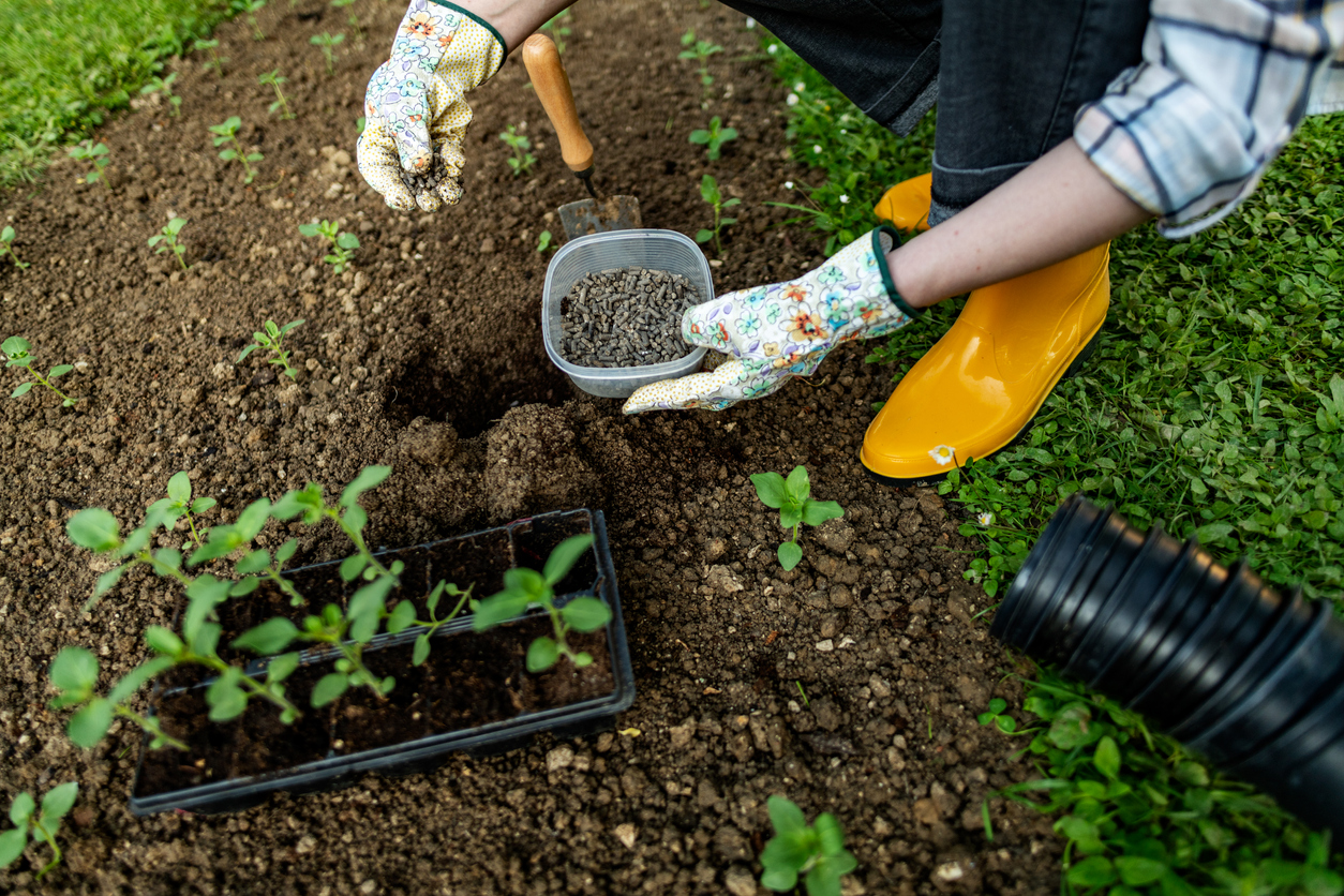 iStock-1397846356 organic gardening tips Woman preparing soil for planting, fertilizing with compressed chicken manure pellets