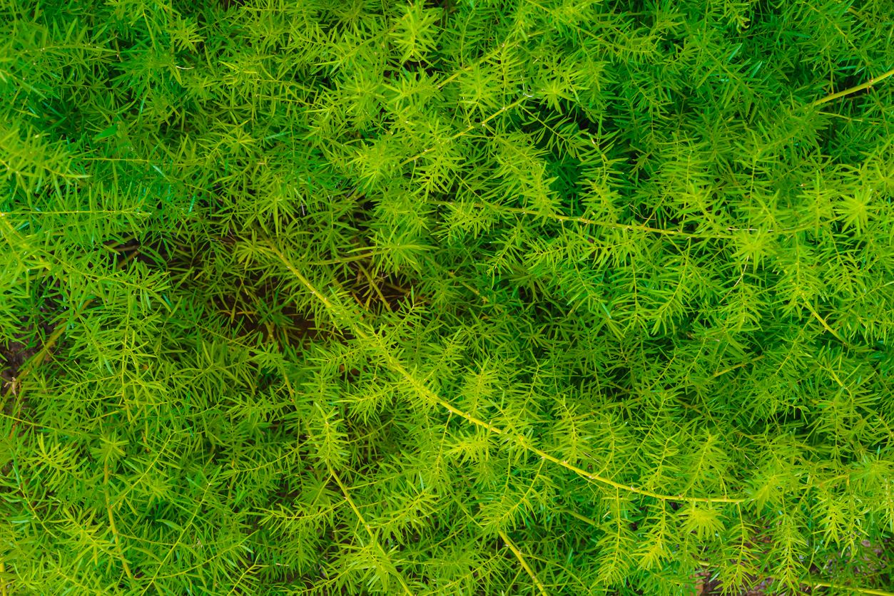 iStock-1398031026 patio plants asparagus ferns.