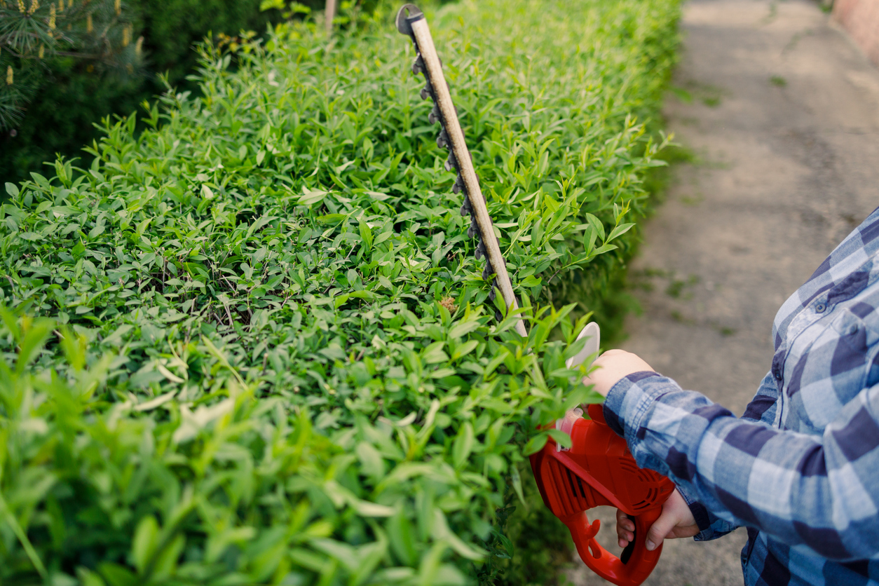 iStock-1399703085 pruning mistakes Gardener holding electric hedge trimmer to cut the treetop in garden